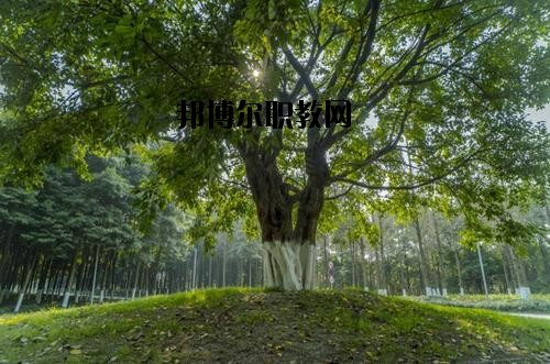 四川檔案學(xué)校2020年報(bào)名條件、招生要求、招生對(duì)象